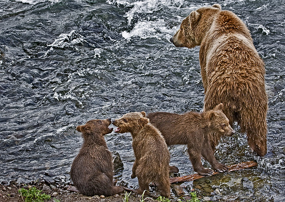 023_Grizzly bears_AK