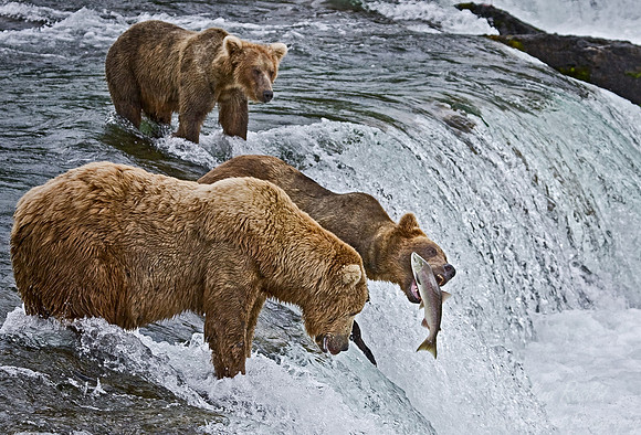 008_Grizzly bears_AK