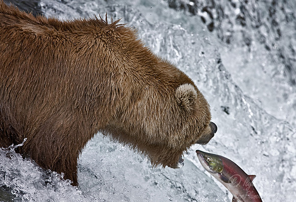 011_Grizzly bear_AK