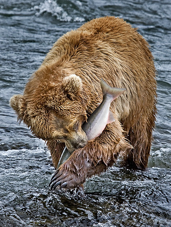 014_Grizzly bear_AK