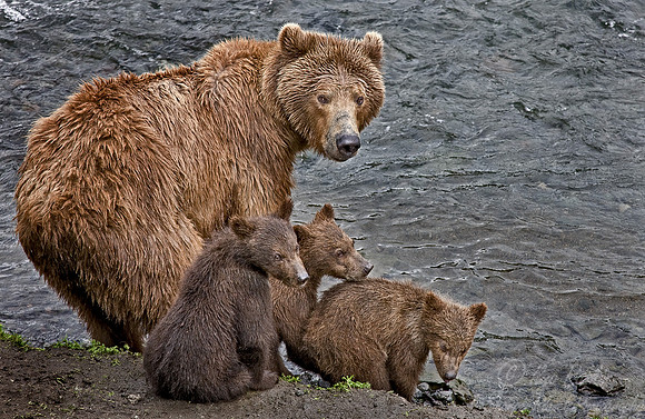022_Grizzly bears_AK