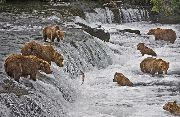 003_Grizzly bears_AK