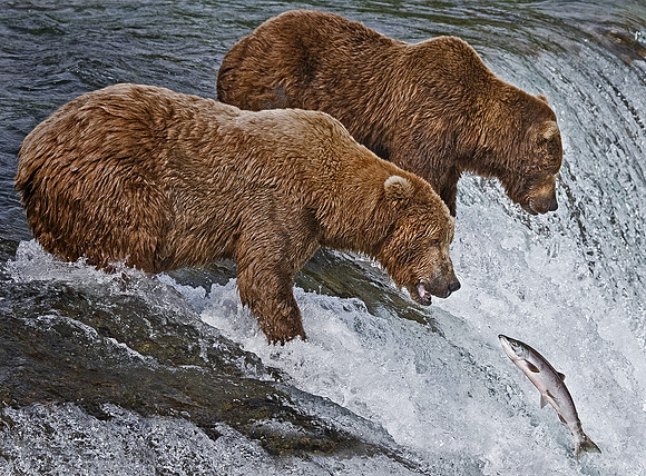 007_Grizzly bears_AK