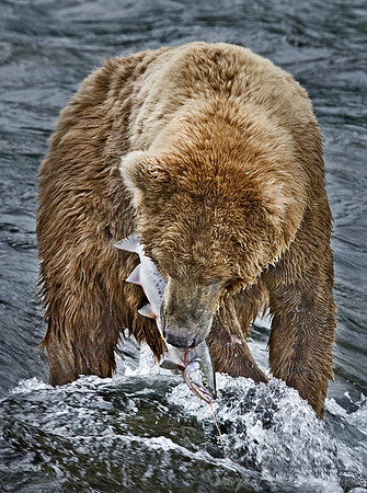 015_Grizzly bear_AK