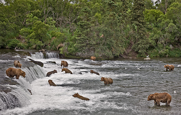 001_Grizzly bears_AK