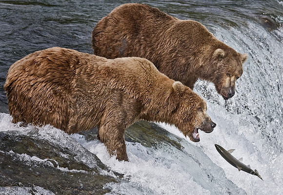 006_Grizzly bears_AK