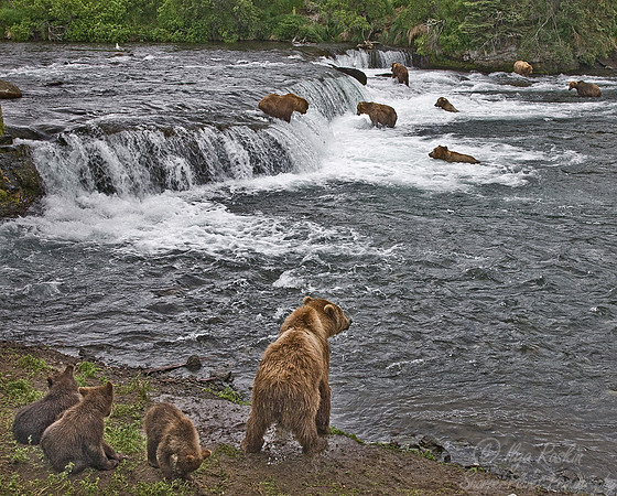 024_Grizzly bears_AK