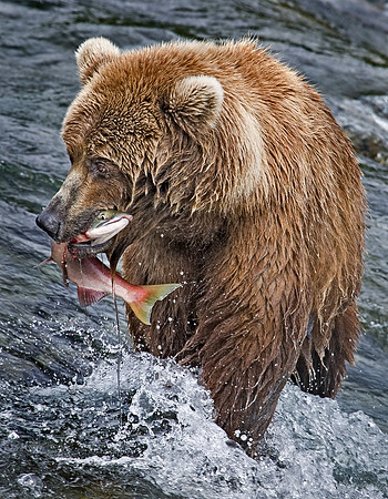 013_Grizzly bear_AK