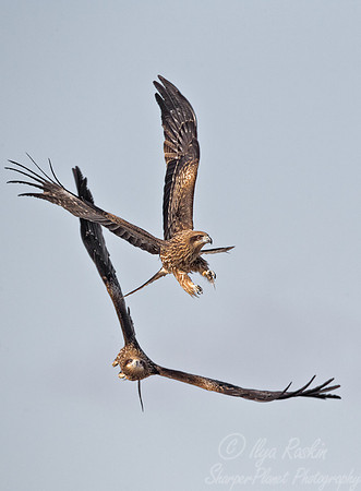 136 Black Kites (Milvus migrans) - Hokkaido Japan
