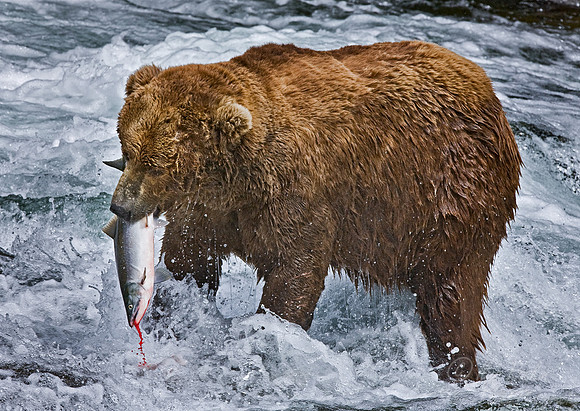 016_Grizzly bear_AK