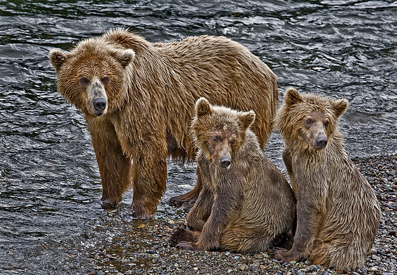 021_Grizzly bears_AK