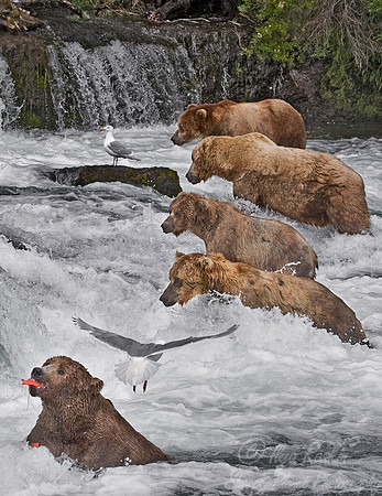 005_Grizzly bears_AK