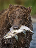 MAMMALS - BEARS BROWN 1