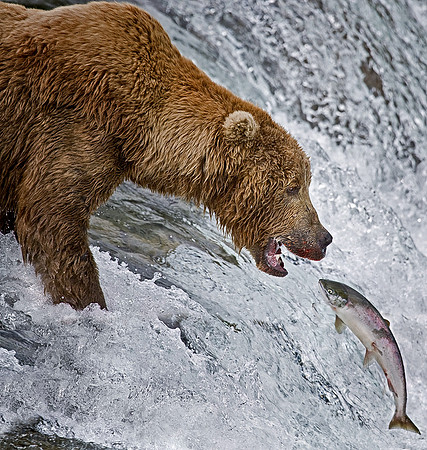 012_Grizzly bear_AK