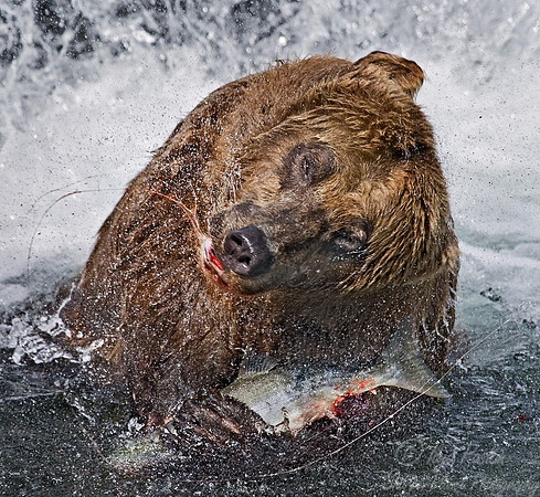 019_Grizzly bear_AK