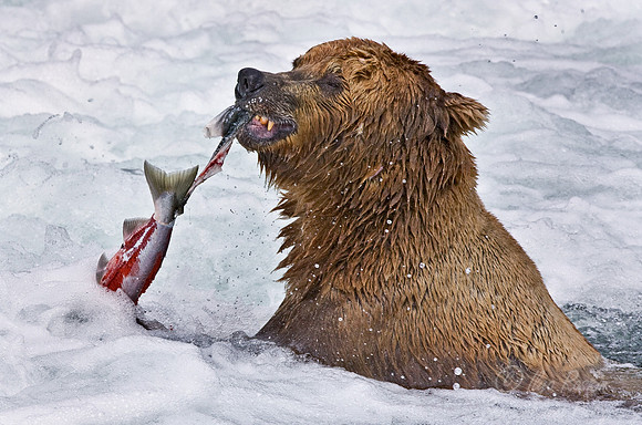 017_Grizzly bear_AK