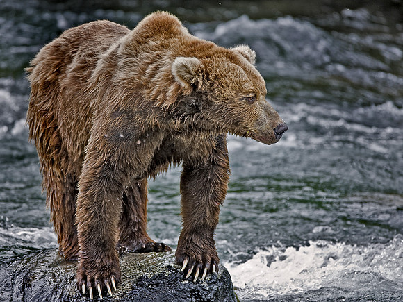 020_Grizzly bears_AK