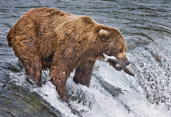 010_Grizzly bear_AK