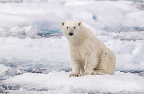 098 Polar Bear (Ursus maritimus) - Svalbard Norway