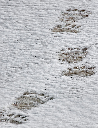 048 Polar Bear Tracks - MB Canada