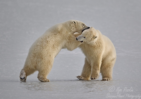 015 Polar Bears (Ursus maritimus) Churchill - MB Canada