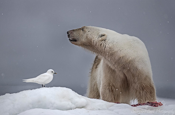 074 Polar Bear (Ursus maritimus) - Svalbard Norway