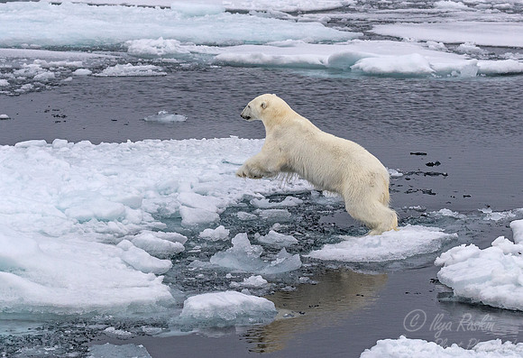 120 Polar Bear (Ursus maritimus) - Svalbard Norway