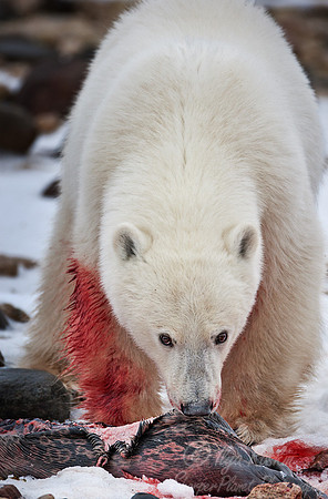 039 Polar Bear (Ursus maritimus) Churchill - MB Canada