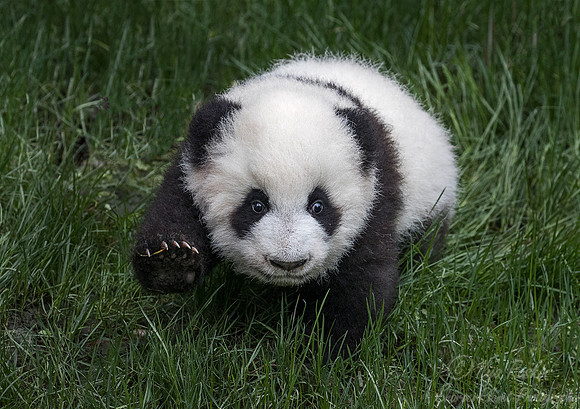053 Giant Panda cub (Ailuropoda melanoleuca) - Chechuan China