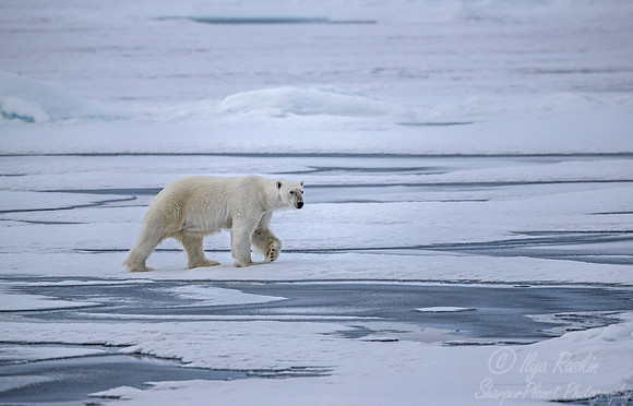 081 Polar Bear (Ursus maritimus) - Svalbard Norway