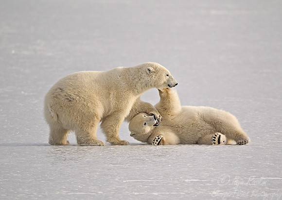 019 Polar Bears (Ursus maritimus) Churchill - MB Canada