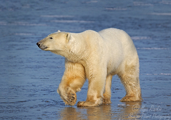 001 Polar Bear (Ursus maritimus) Churchill - MB Canada