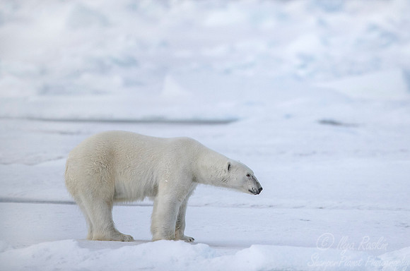 082 Polar Bear (Ursus maritimus) - Svalbard Norway