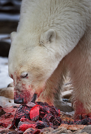 041 Polar Bear (Ursus maritimus) Churchill - MB Canada