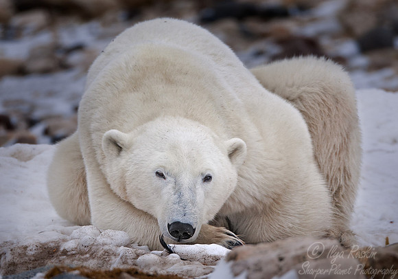 033 Polar Bear (Ursus maritimus) Churchill - MB Canada