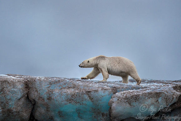 130 Polar Bear (Ursus maritimus) - Svalbard Norway