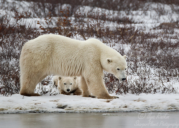 032 Polar Bear (Ursus maritimus) Churchill_MB_Canada