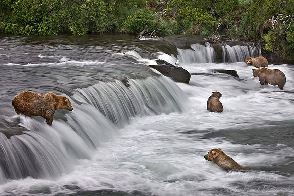 004_Grizzly bears_AK