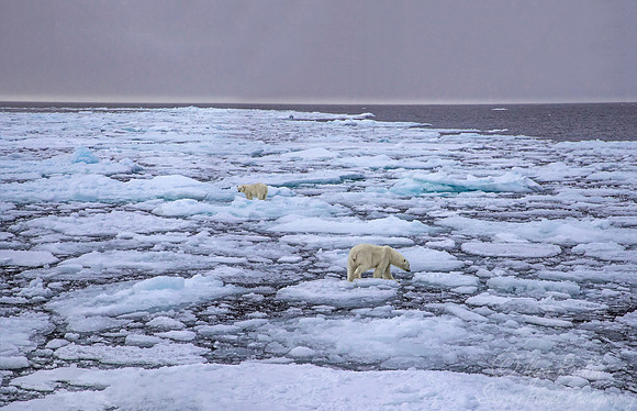 101 Polar Bears (Ursus maritimus) - Svalbard Norway