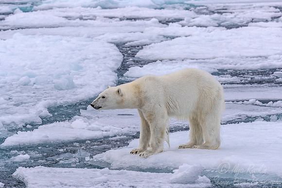 110 Polar Bear (Ursus maritimus) - Svalbard Norway