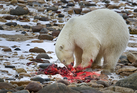 044 Polar Bear (Ursus maritimus) Churchill - MB Canada