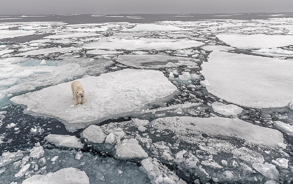 112 Polar Bear (Ursus maritimus) - Svalbard Norway