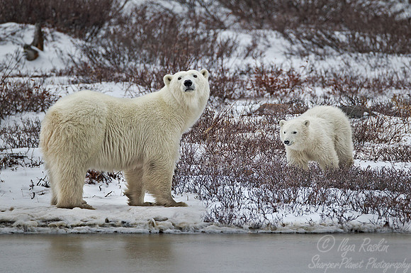 004 Polar Bear (Ursus maritimus) Churchill - MB Canada