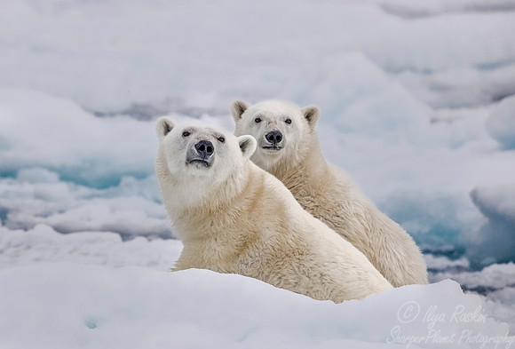 093 Polar Bears (Ursus maritimus) - Svalbard Norway