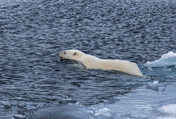 089 Polar Bear (Ursus maritimus) - Svalbard Norway
