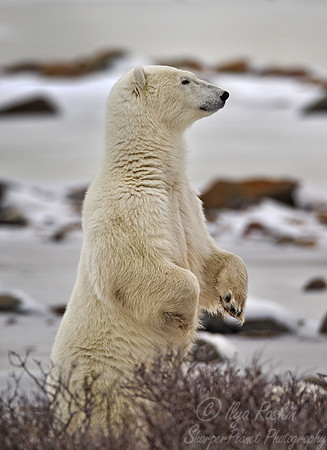 028 Polar Bear (Ursus maritimus) Churchill - MB Canada