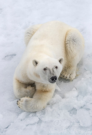115 Polar Bear (Ursus maritimus) - Svalbard Norway