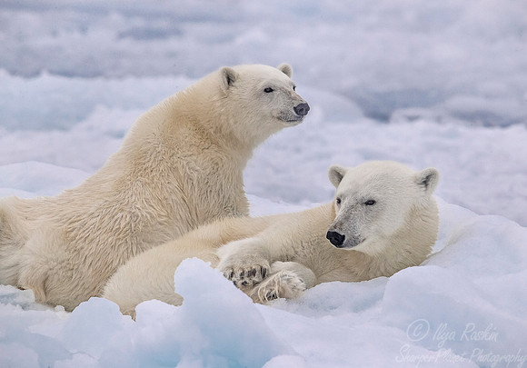 092 Polar Bears (Ursus maritimus) - Svalbard Norway