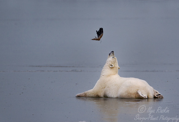 025 Polar Bear playing with dead bird - Churchill MB Canada