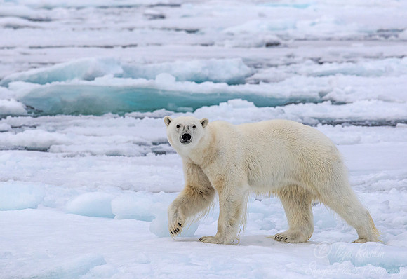 105 Polar Bear (Ursus maritimus) - Svalbard Norway